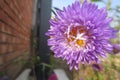 Mums or Chrysanths Flower